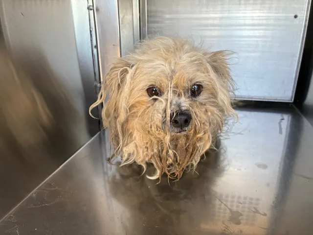 Biscuit