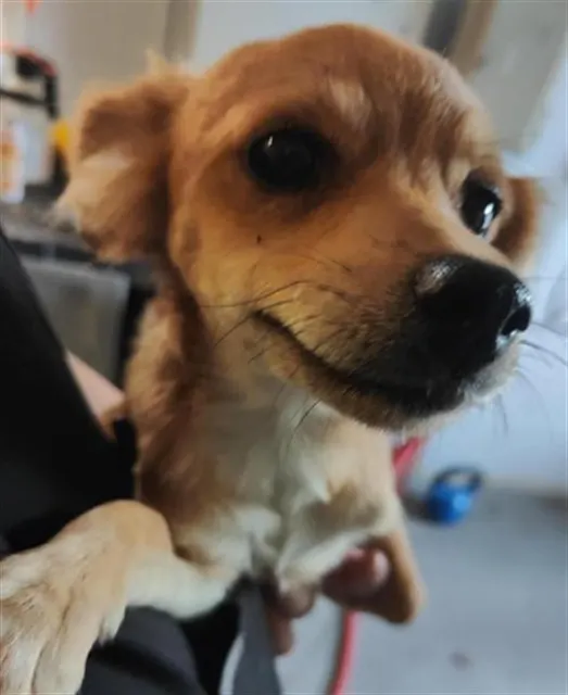 Adoptable Dog