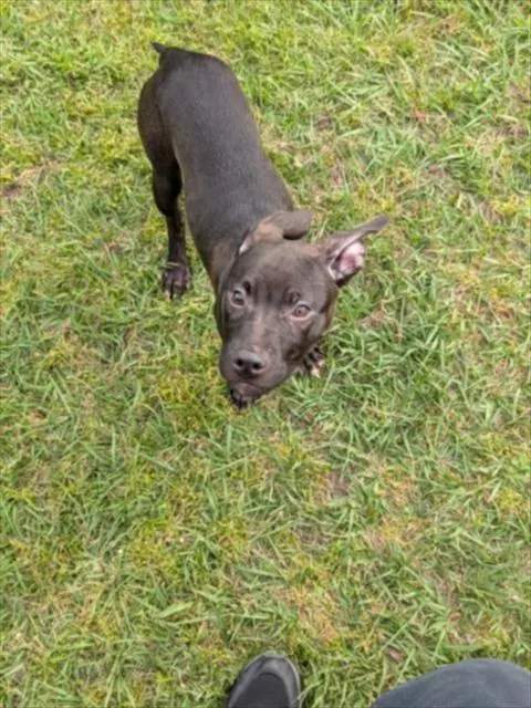 Adoptable Dog