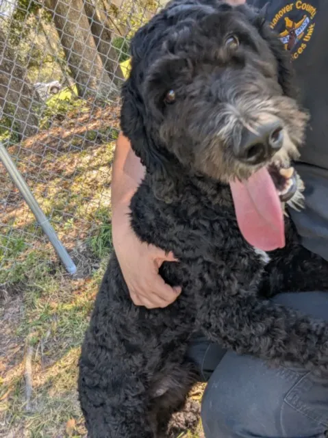Adoptable Dog