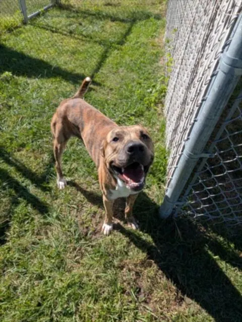 Adoptable Dog