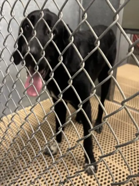 Adoptable Dog