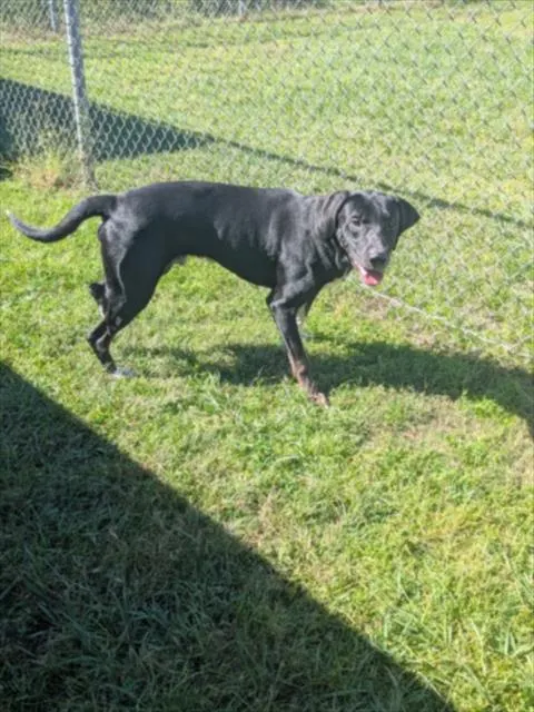 Adoptable Dog
