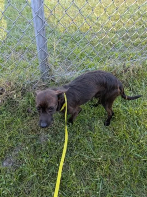 Adoptable Dog
