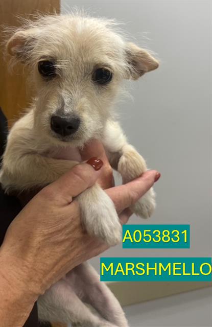 Marshmello