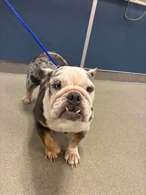 Coco