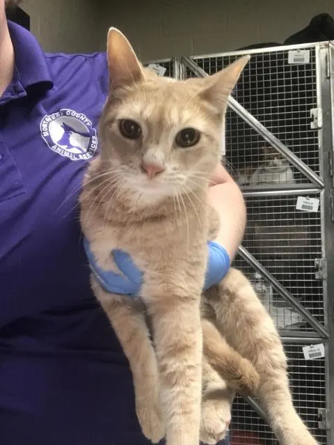 Adoptable Cat