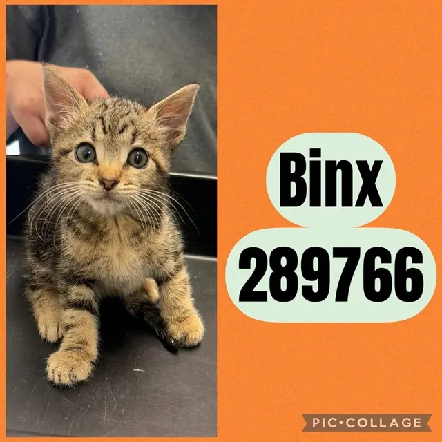 Binx