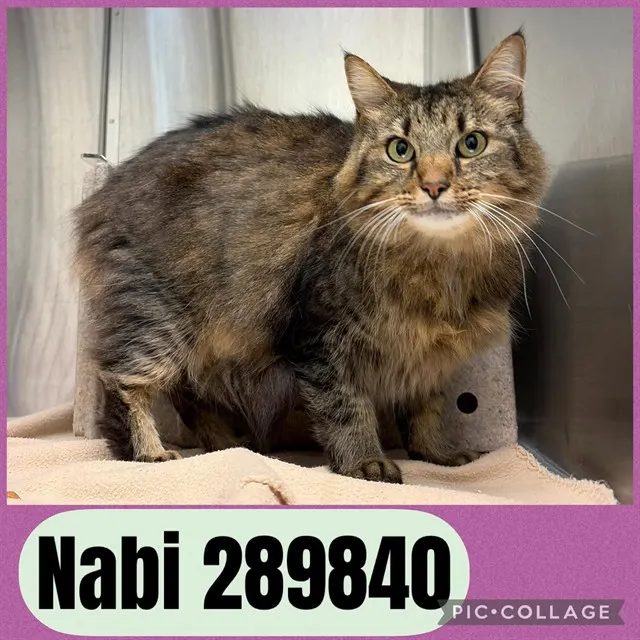 Nabi