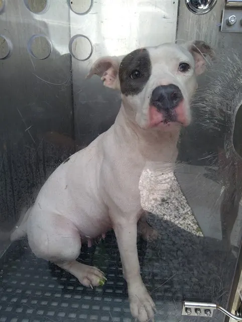 Adoptable Dog