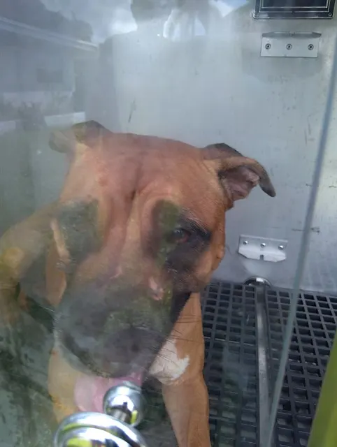 Adoptable Dog