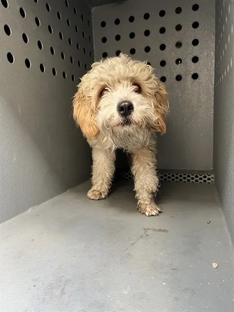 Adoptable Dog