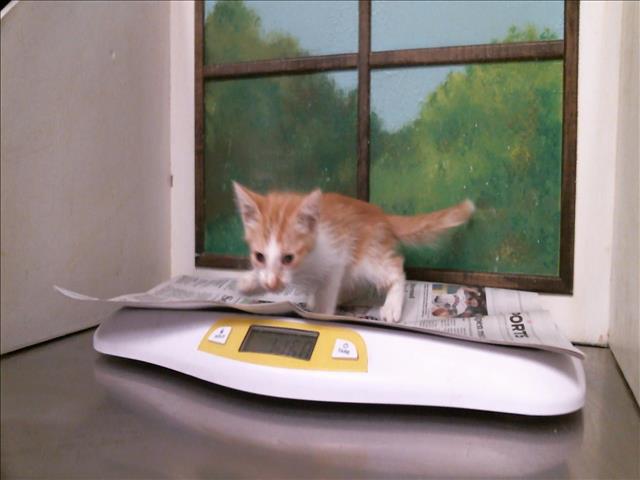Adoptable Cat