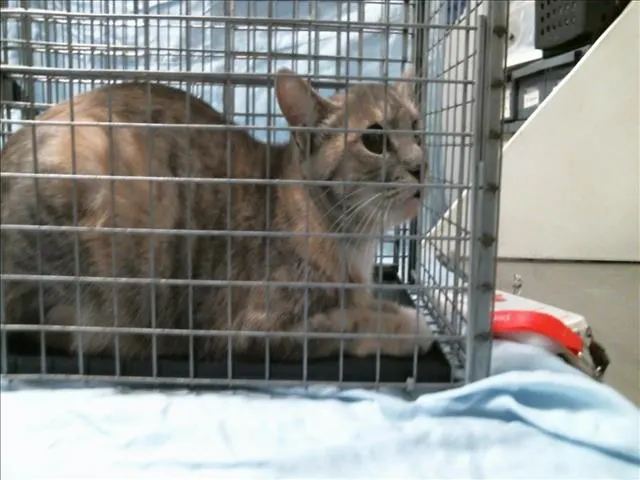 Adoptable Cat