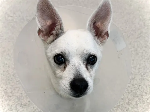 Jalapeno
