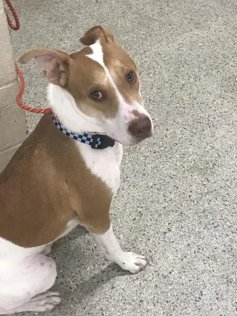 Adoptable Dog