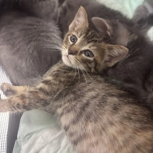 Adoptable Cat
