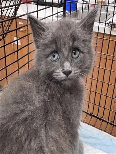 Adoptable Cat