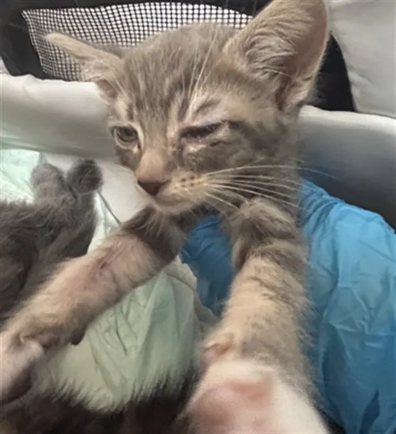 Adoptable Cat