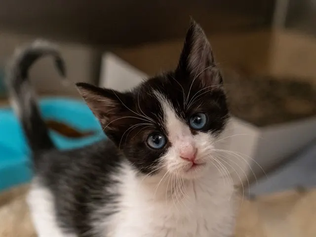 Adoptable Cat