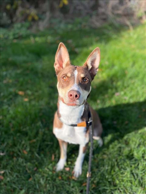 Mocha