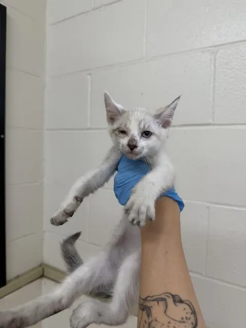 Jet