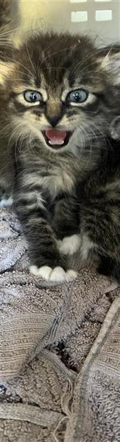 Adoptable Cat