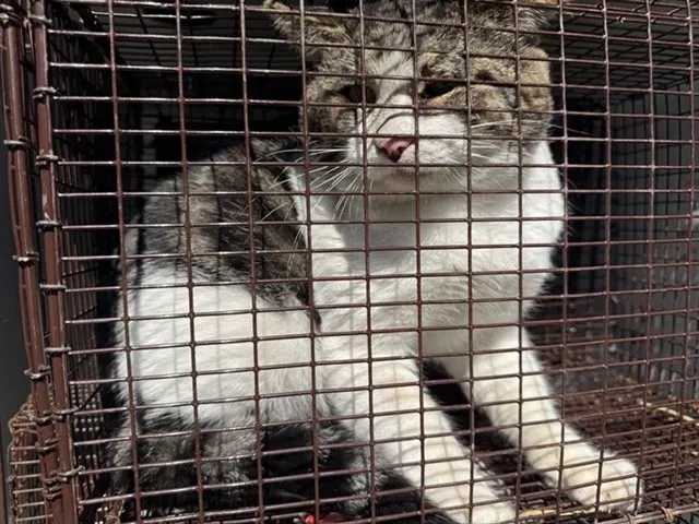 Adoptable Cat