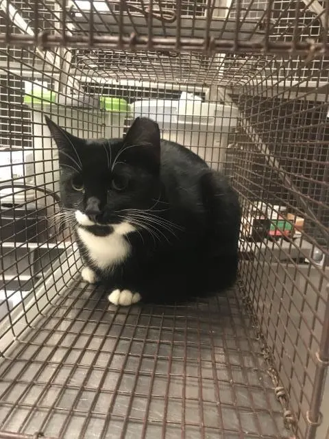 Tuxie