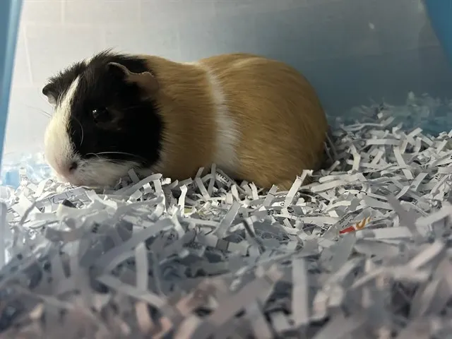 Speedwagon