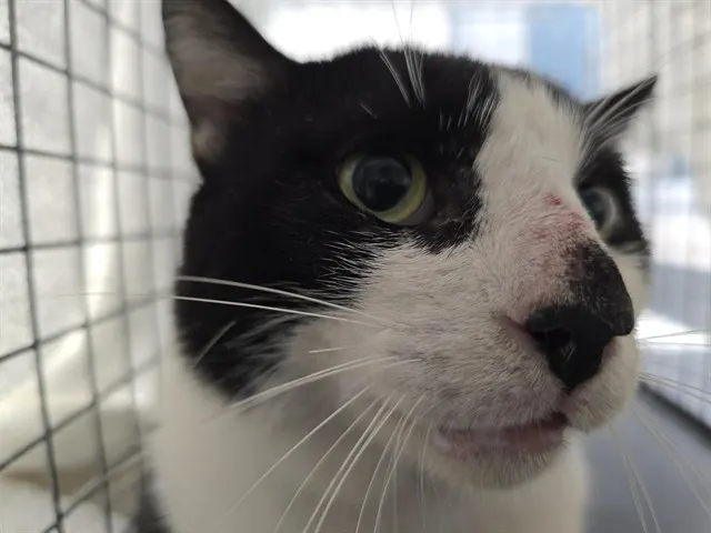Adoptable Cat