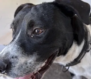 Adoptable Dog