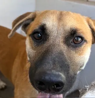Adoptable Dog