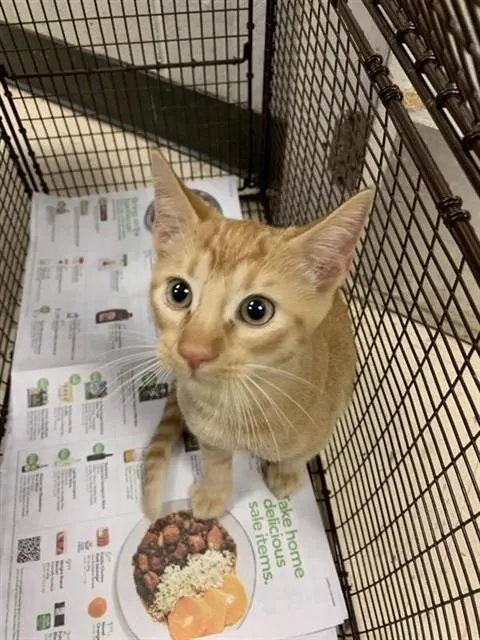 Adoptable Cat