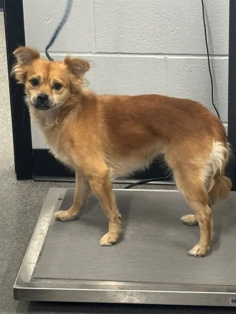 Taz