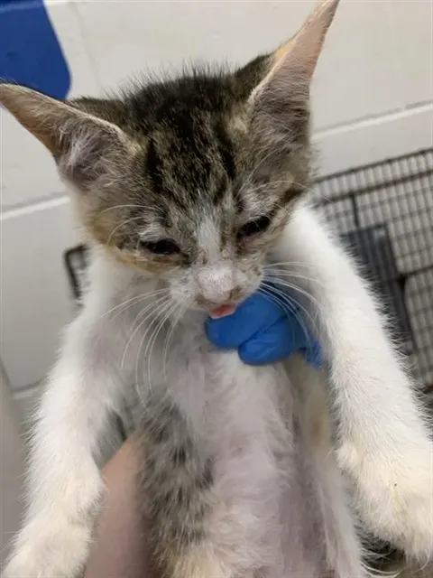 Adoptable Cat