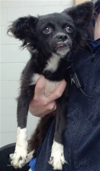 Piper