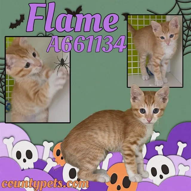 Flame