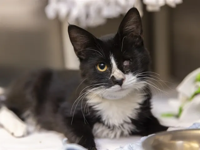 Sylvester