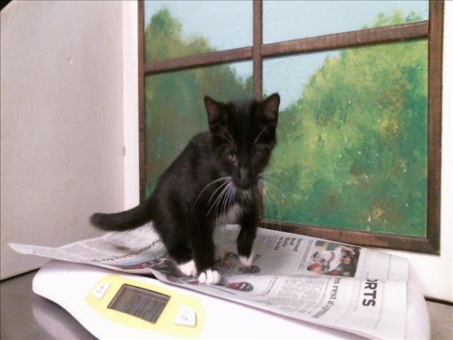 Adoptable Cat