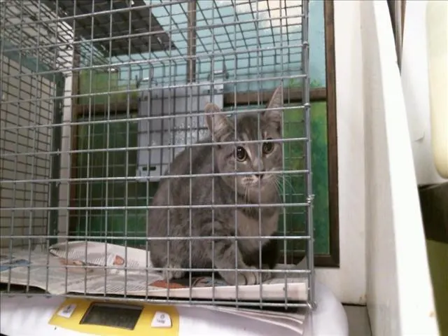 Adoptable Cat