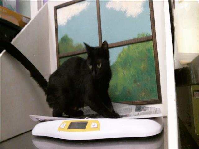 Adoptable Cat