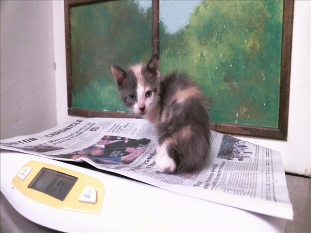 Adoptable Cat