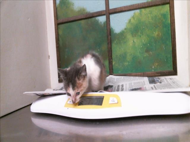Adoptable Cat