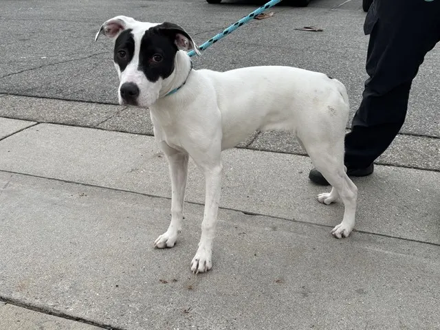 Adoptable Dog