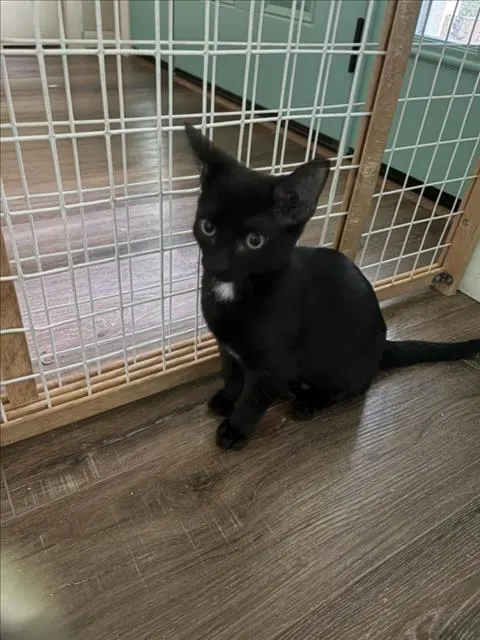 Georgie