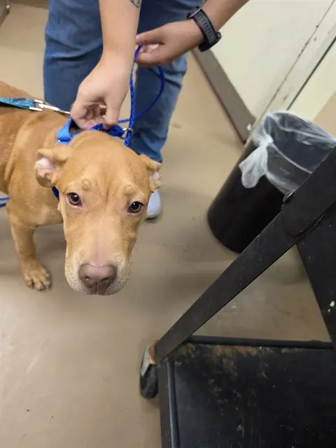 Adoptable Dog
