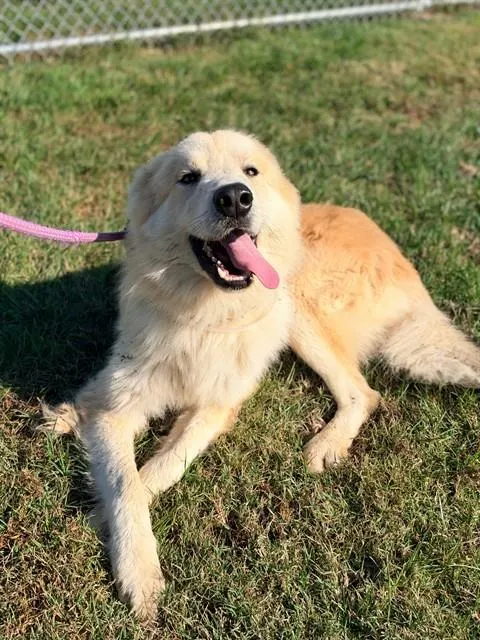 Adoptable Dog