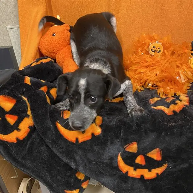 Adoptable Dog