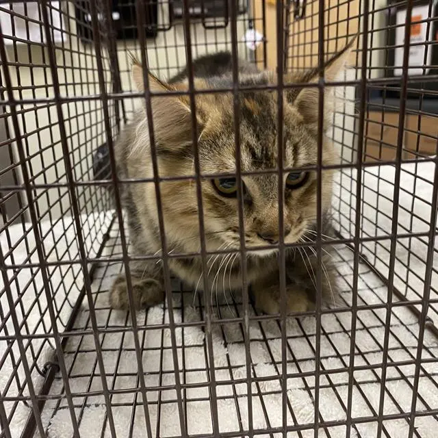 Adoptable Cat